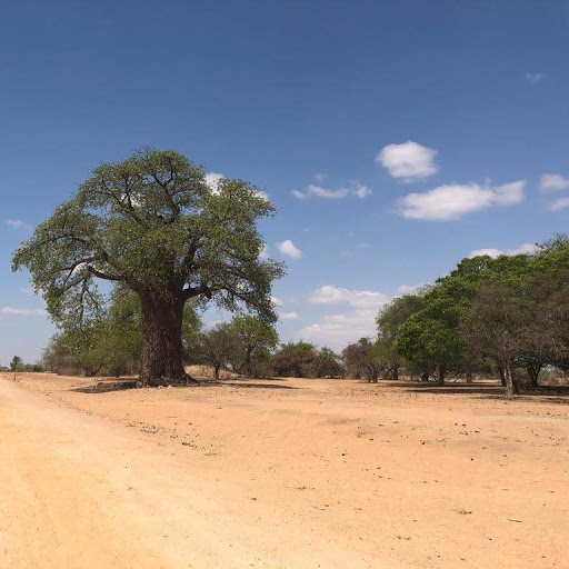 Sibongile's dry land in Zimbabwe